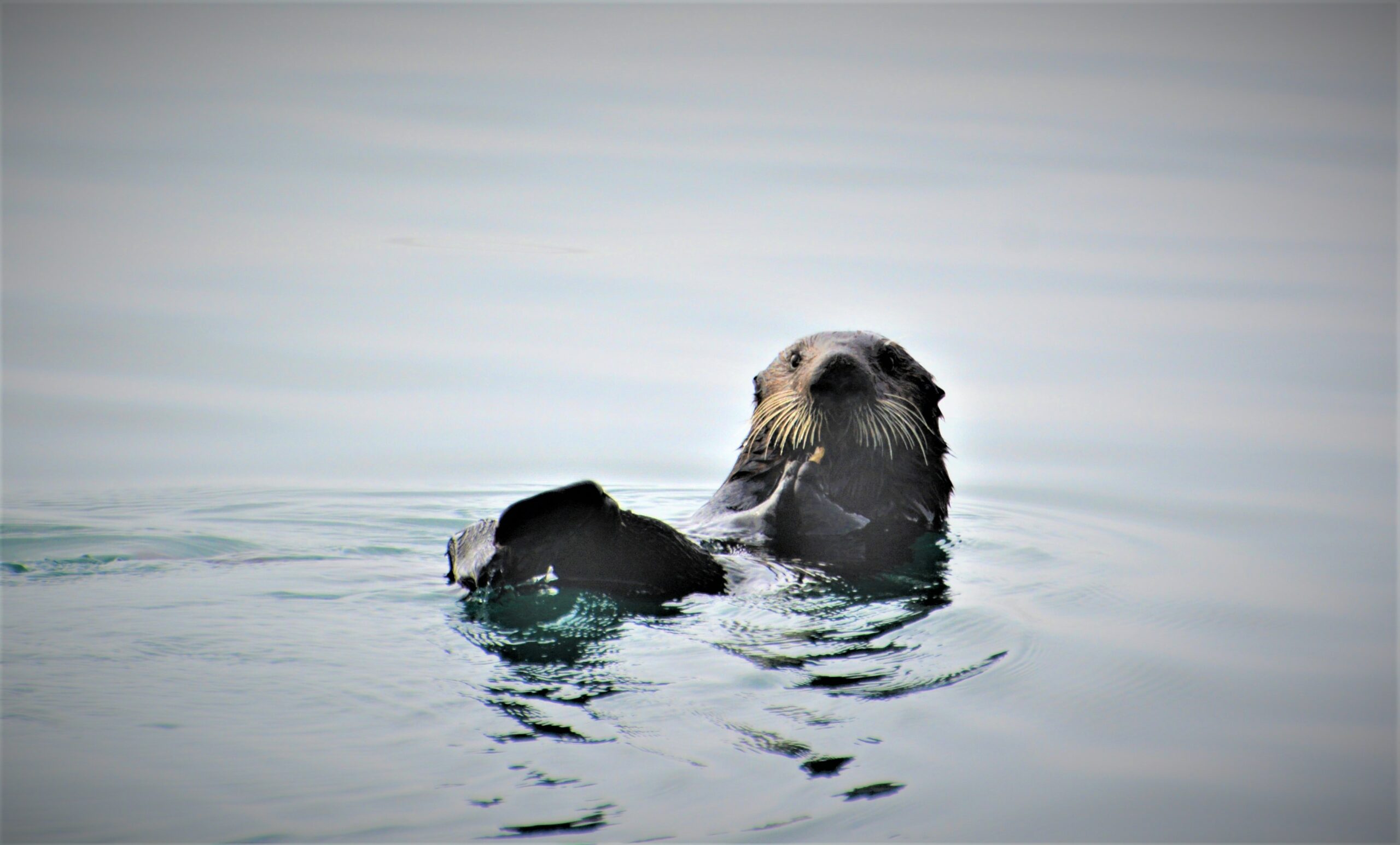 Finding our Footing in Morro Bay